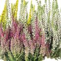 Afbeelding van Calluna Beauty lady's "Trio" P12 mix